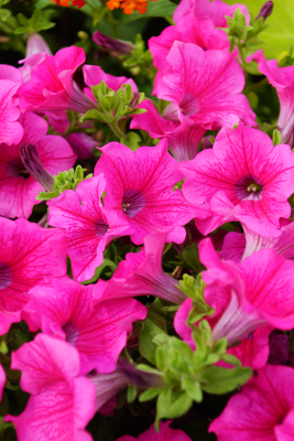 Flowers 4, par Xavier E. G. Dierick